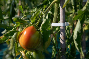 PR2460BI15757 CP EN CI EN CI SZ4